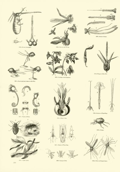 Seite aus dem Bildmuseum der belebten Natur von English School