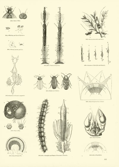 Seite aus dem Bildmuseum der belebten Natur von English School