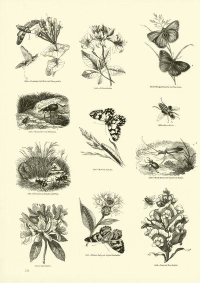 Seite aus dem Bildmuseum der belebten Natur von English School