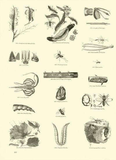 Seite aus dem Bildmuseum der belebten Natur von English School