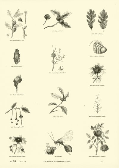 Seite aus dem Bildmuseum der belebten Natur von English School