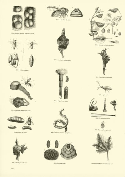 Seite aus dem Bildmuseum der belebten Natur von English School