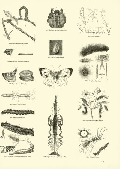 Seite aus dem Bildmuseum der belebten Natur von English School