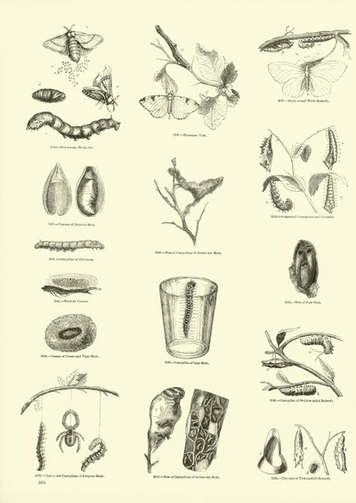 Seite aus dem Bildmuseum der belebten Natur von English School