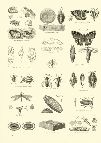 Seite aus dem Bildmuseum der belebten Natur von English School