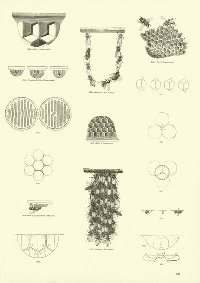 Seite aus dem Bildmuseum der belebten Natur von English School