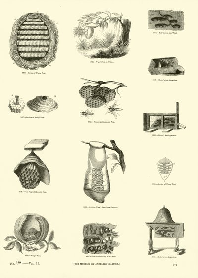 Seite aus dem Bildmuseum der belebten Natur von English School