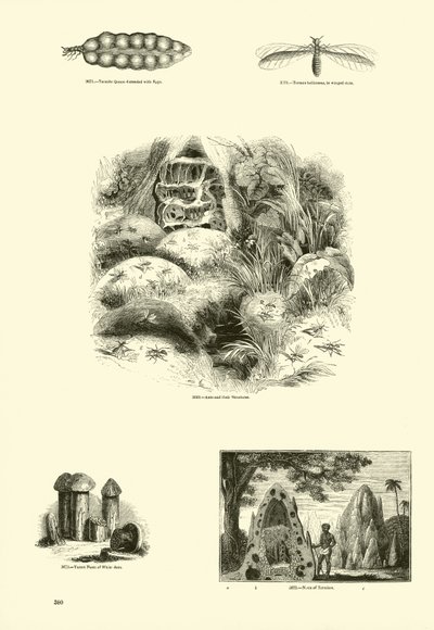 Seite aus dem Bildmuseum der belebten Natur von English School