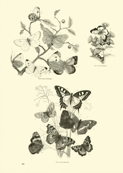 Seite aus dem Bildmuseum der belebten Natur von English School