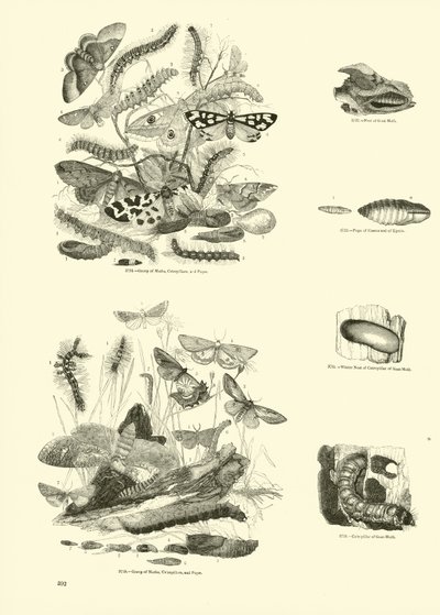 Seite aus dem Bildmuseum der belebten Natur von English School