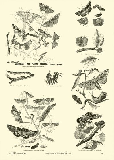 Seite aus dem Bildmuseum der belebten Natur von English School