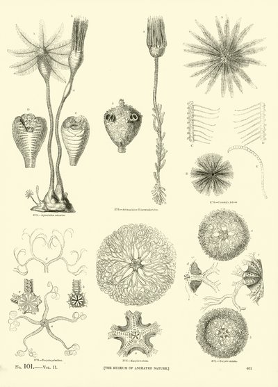 Seite aus dem Bildmuseum der belebten Natur von English School
