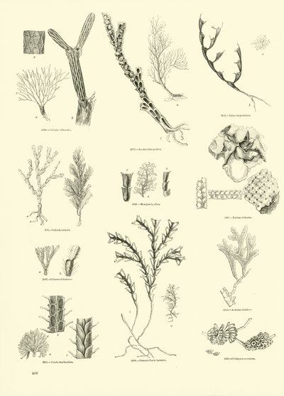 Seite aus dem Bildmuseum der belebten Natur von English School