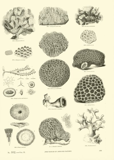 Seite aus dem Bildmuseum der belebten Natur von English School