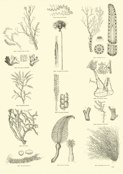 Seite aus dem Bildmuseum der belebten Natur von English School