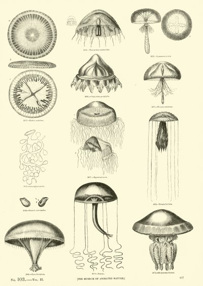 Seite aus dem Bildmuseum der belebten Natur von English School