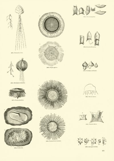 Seite aus dem Bildmuseum der belebten Natur von English School