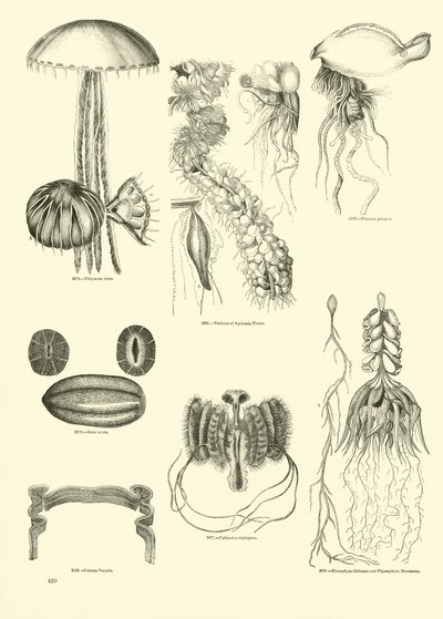 Seite aus dem Bildmuseum der belebten Natur von English School