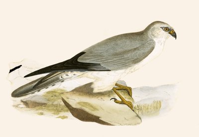 Blassbrustweihen, Illustration aus 