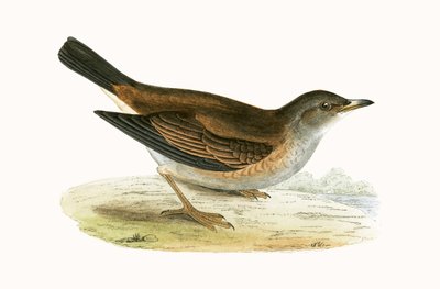 Blassdrossel, Illustration aus 