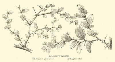 Palästinische Dornen von English School