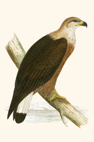 Pallas-Seeadler, Illustration aus 