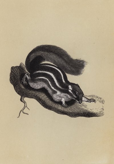 Palmenhörnchen von English School