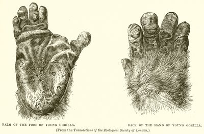 Handfläche des jungen Gorillas. Rückseite der Hand des jungen Gorillas von English School