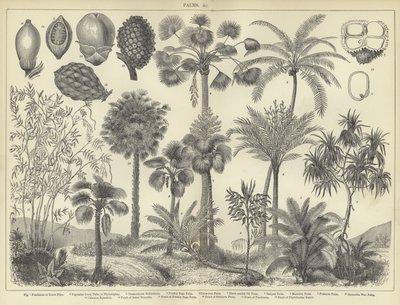 Palmen von English School