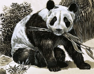 Panda von English School
