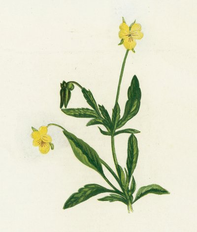 Stiefmütterchen, Viola Tricolor von English School