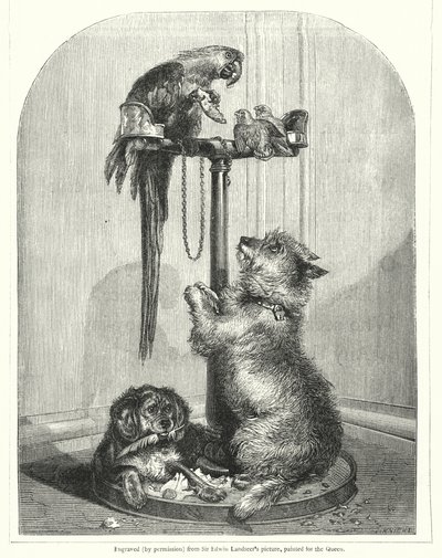 Papagei und Hunde (Gravur) von English School
