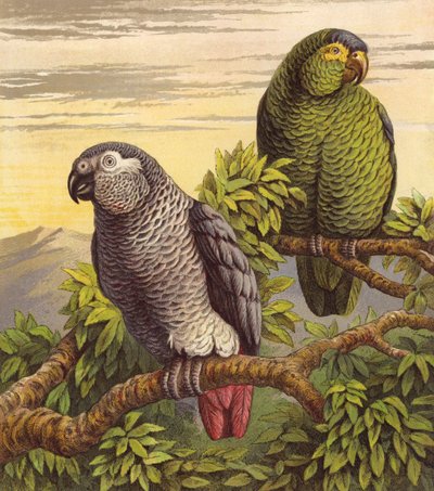 Papageien (Farblithografie) von English School