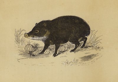 Pekari (Farblithografie) von English School