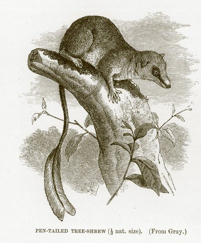Federbusch-Spitzhörnchen, Illustration aus The Royal Natural History von English School