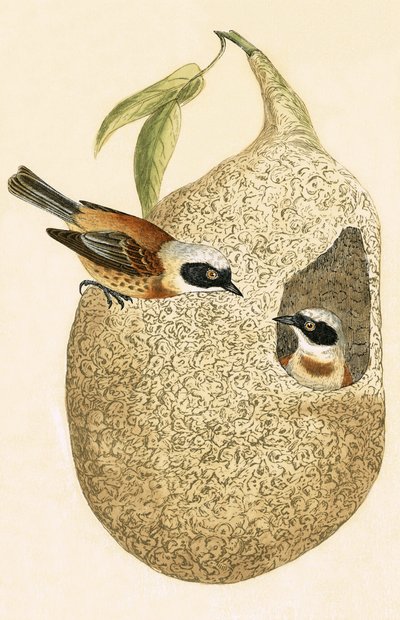 Beutelmeise, Illustration aus 