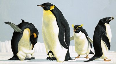 Pinguine von English School
