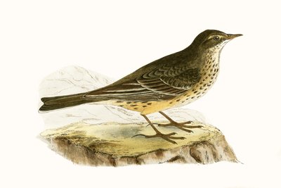 Pennsylvanischer Pieper, Illustration aus 