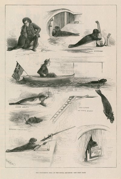 Vorführende Robbe im Royal Aquarium von English School