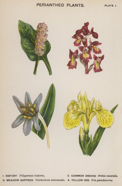 Perianth-Pflanzen von English School