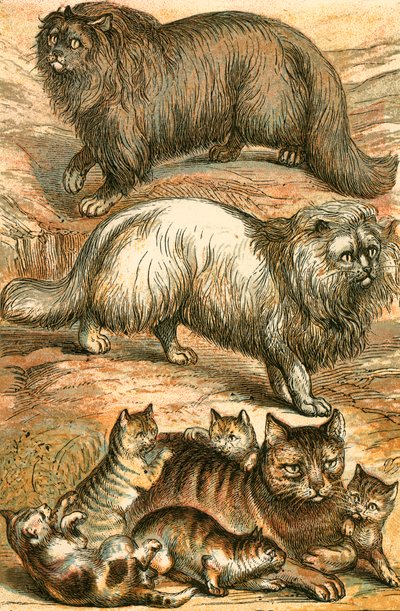 Perserkatze, Angorakatze, Hauskatze und Kätzchen von English School