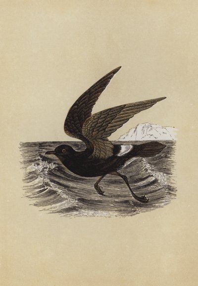 Sturmvogel von English School