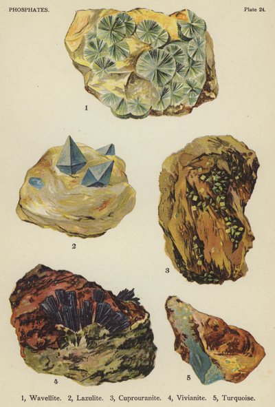 Phosphate, Wavellit, Lazulith, Cuprouranit, Vivianit, Türkis von English School
