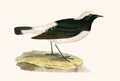 Pied Wheatear, Illustration aus 