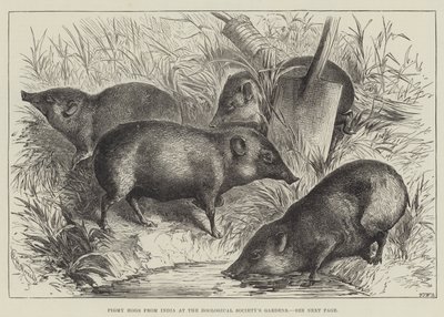 Zwergschweine aus Indien im Garten der Zoologischen Gesellschaft von English School