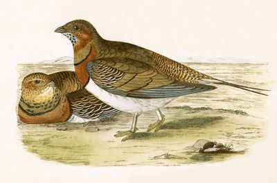 Spießflügeltaube, Illustration aus 
