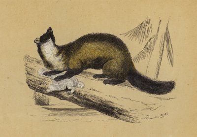 Baummarder von English School