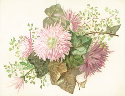 Rosa Blumen (Dahlie) von English School