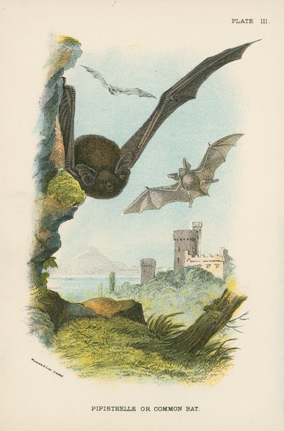 Zwergfledermaus oder Gemeine Fledermaus von English School