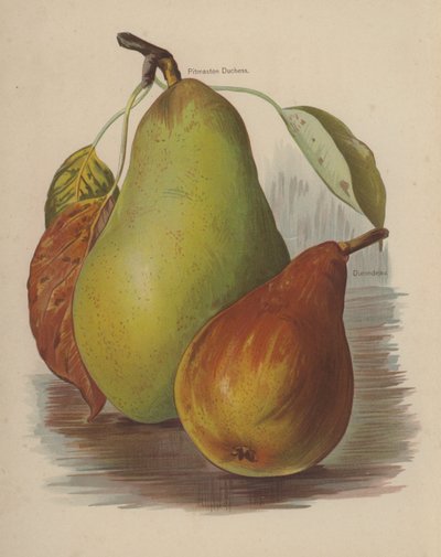 Pitmaston Herzogin, Durondeau von English School
